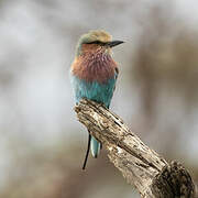 Lilac-breasted Roller