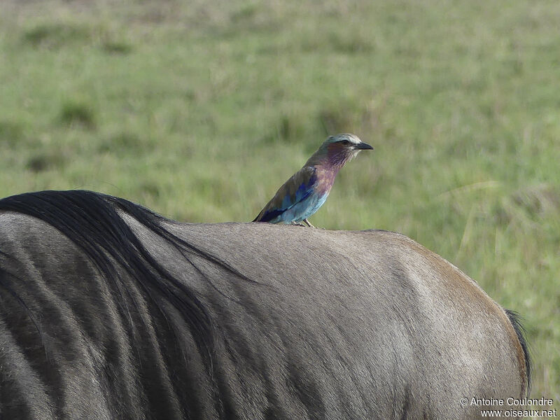 Lilac-breasted Rolleradult