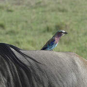 Lilac-breasted Roller