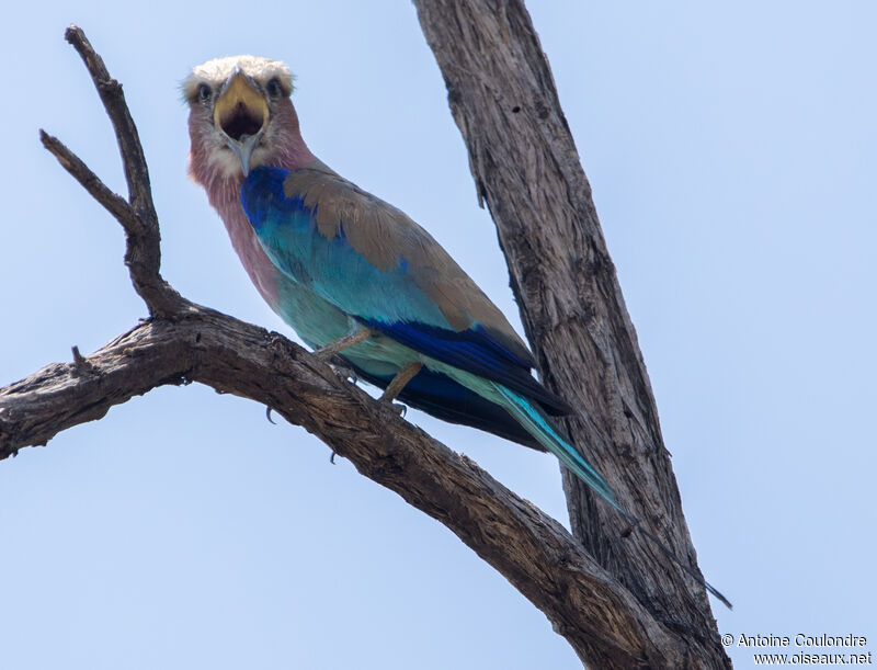 Lilac-breasted Rollerimmature