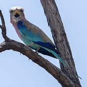 Lilac-breasted Roller