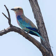 Lilac-breasted Roller