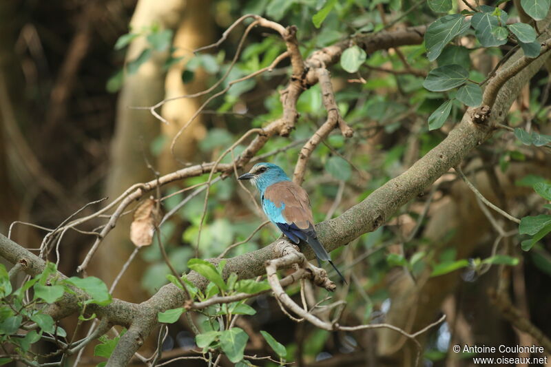 Rollier d'Abyssinieadulte