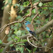 Abyssinian Roller