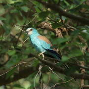 Abyssinian Roller