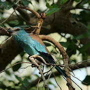 Abyssinian Roller