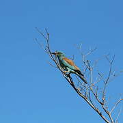 European Roller