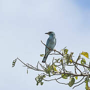 European Roller