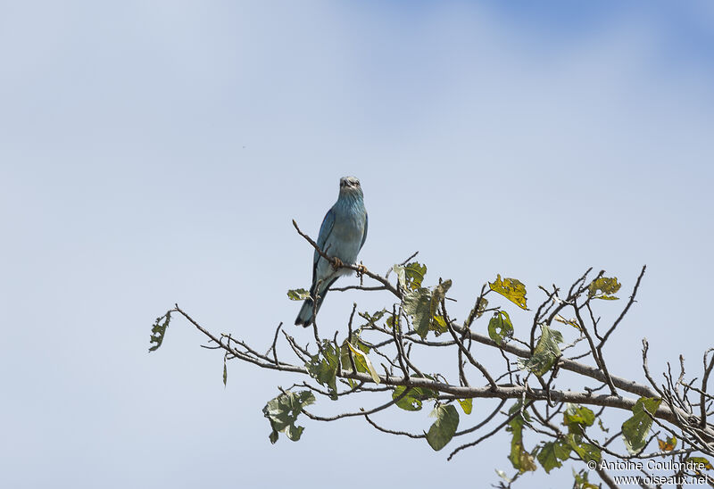 European Rolleradult