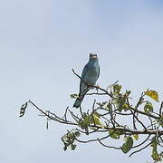 European Roller