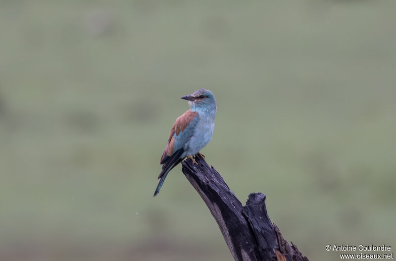 European Rolleradult