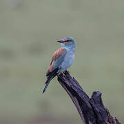 European Roller