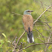 European Roller