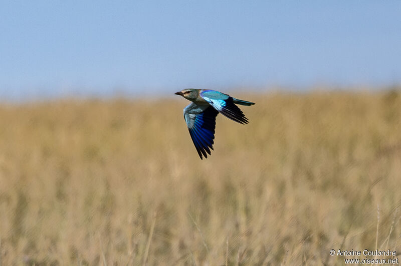 European Rolleradult, Flight