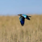 European Roller