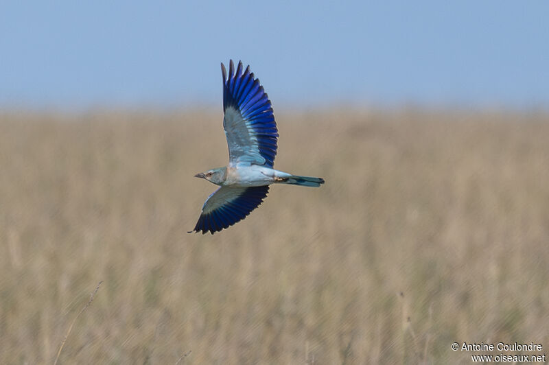 European Rolleradult, Flight