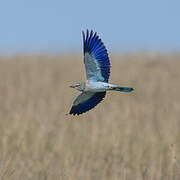 European Roller