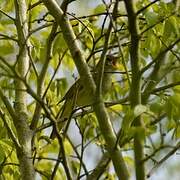 Common Nightingale