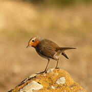 European Robin