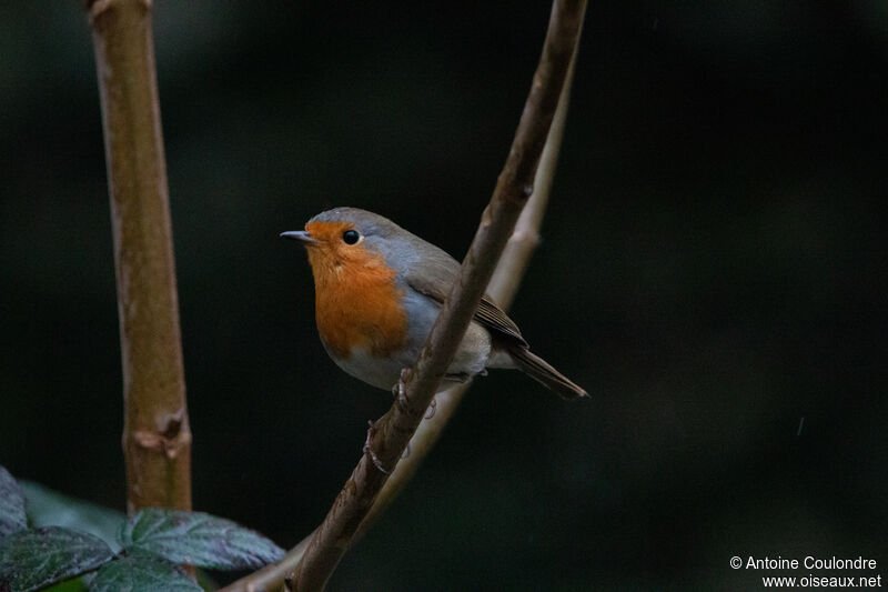 European Robinadult