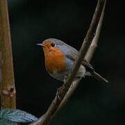 European Robin