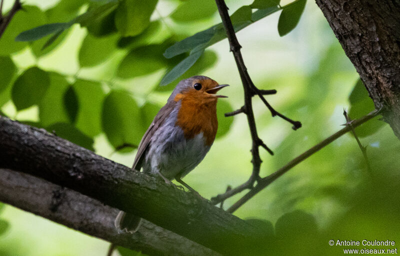 European Robinsubadult