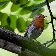 European Robin