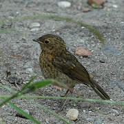 European Robin