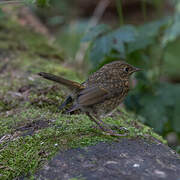 European Robin