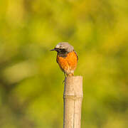 Common Redstart