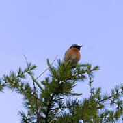 Common Redstart