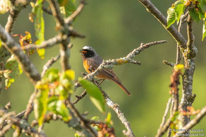 Common Redstart male adult breeding, song