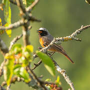 Common Redstart