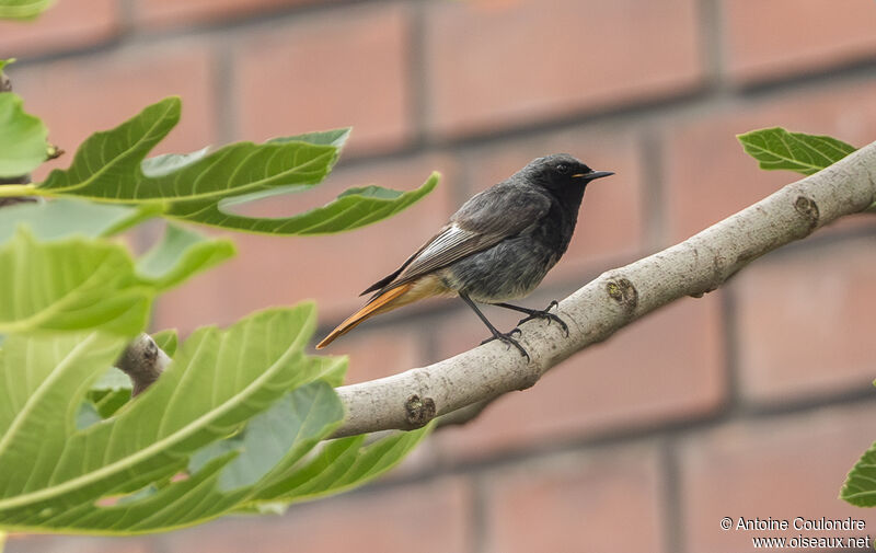 Black Redstart male adult