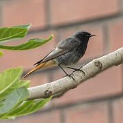 Black Redstart