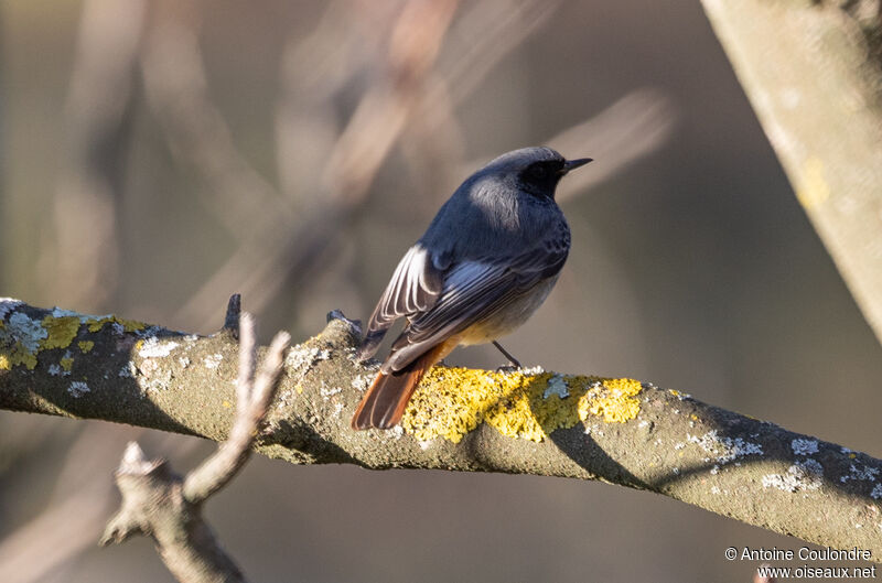 Black Redstart male adult