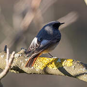 Black Redstart