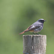 Black Redstart