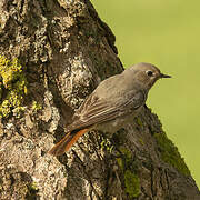 Black Redstart