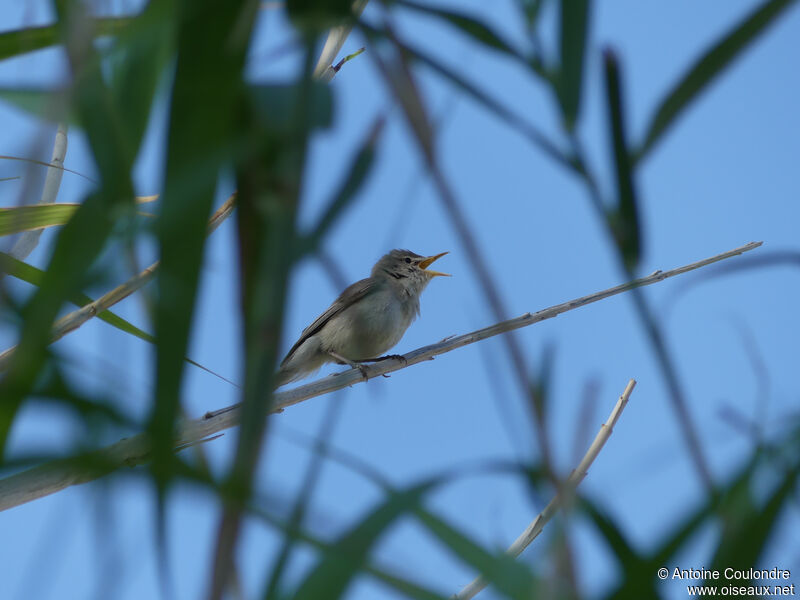 Common Reed Warbler male adult breeding, song