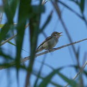 Common Reed Warbler