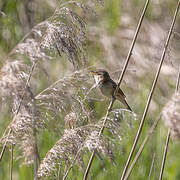 Common Reed Warbler