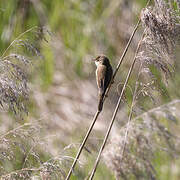 Common Reed Warbler