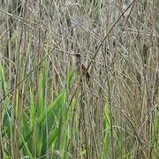 Great Reed Warbler