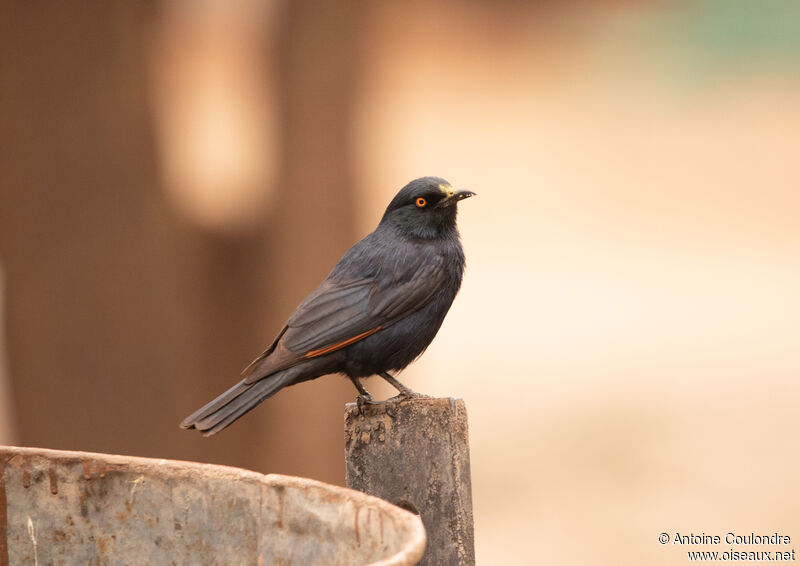 Pale-winged Starlingadult