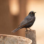 Pale-winged Starling