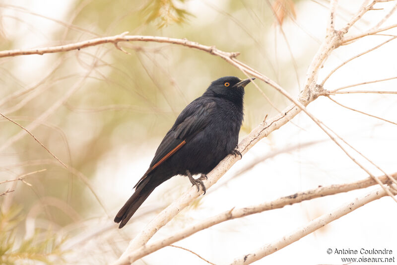 Pale-winged Starlingadult