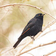 Pale-winged Starling