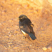 Pale-winged Starling