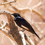 Pale-winged Starling